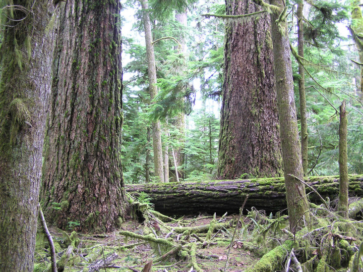 Photo of
                    a fallen tree in old growth forest