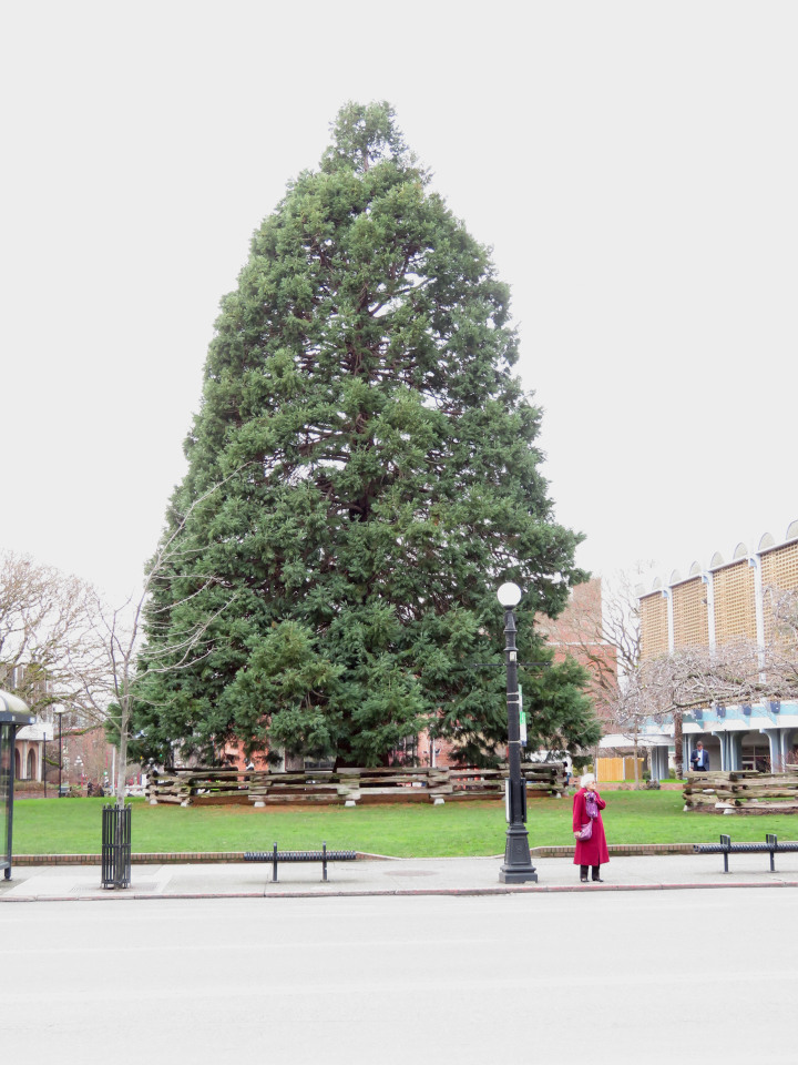 Photo of a giant sequoia
                                          planted in the 1960s in
                                          Centennial Square in Victoria
                                          BC