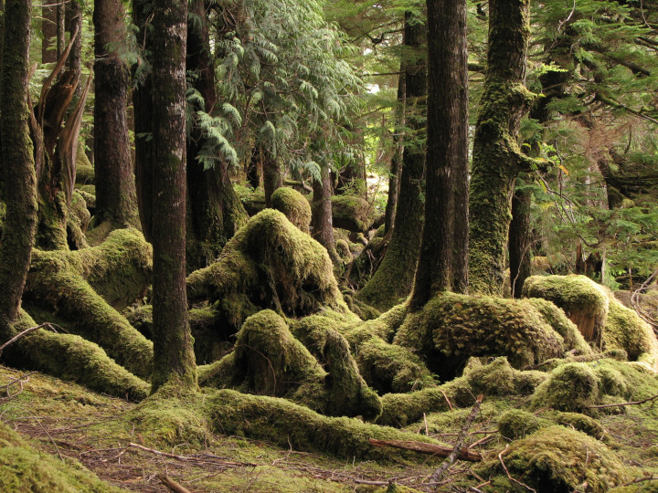 Photo of
                mossy forest that shows no evidence of purpose