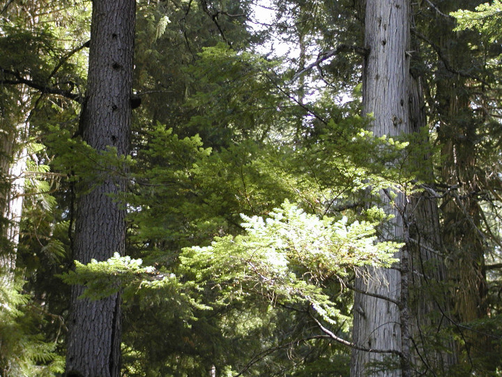 Photo of
                a natural clearing in a mayure forest