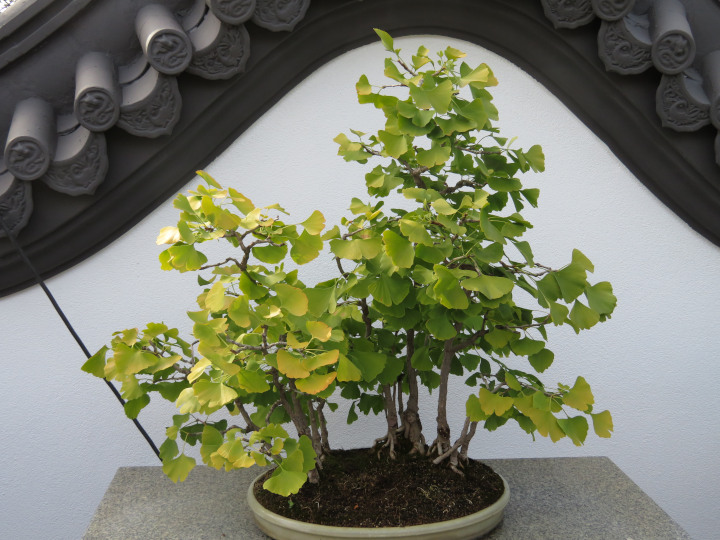 Photo of bonsai Ginkgo
                                          trees