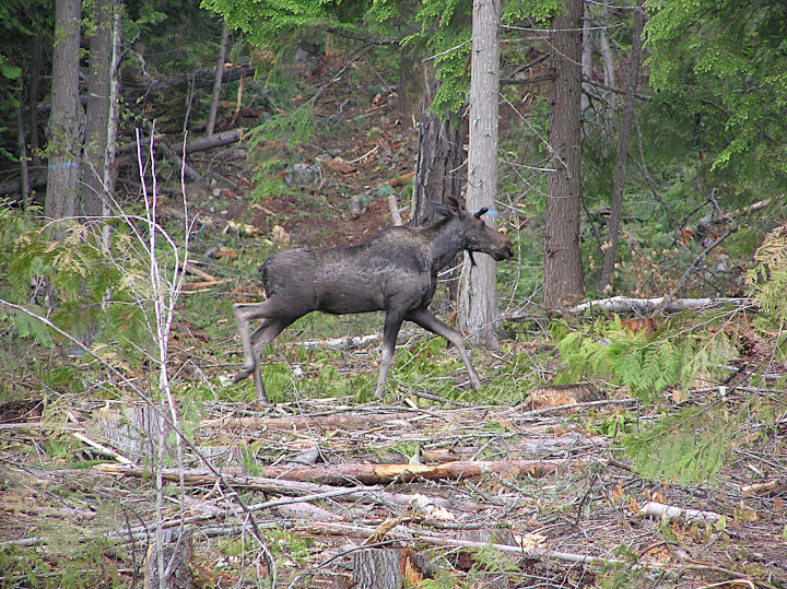 Photo
                    of a new cut block on a slope with a young moose
                    wandering qalong the edge of a skid trail