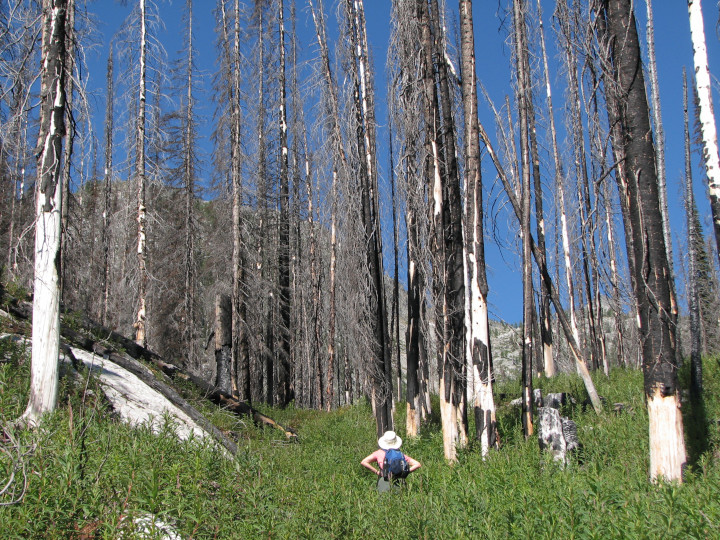 Photo of
                forest several years after wildfire