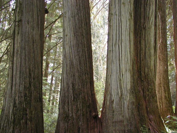 Photo of Old growth
                                          Redcedar trees