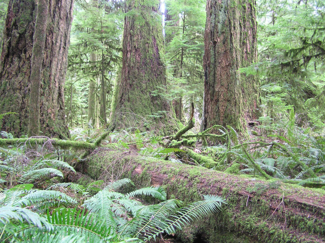 Old
                  Growth versus the future