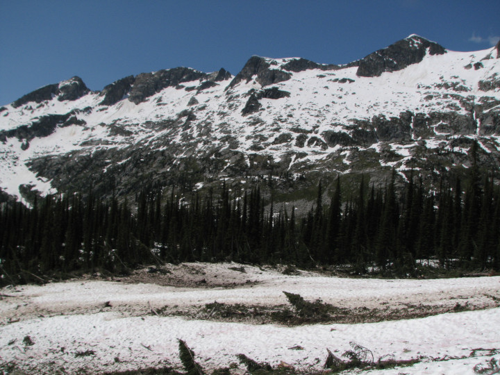 Photo of
          alpine water vole habitat in early summer