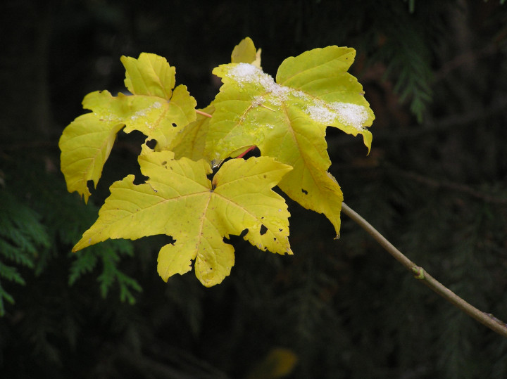 Photo of yellow leaves with holes from
                        insect predation