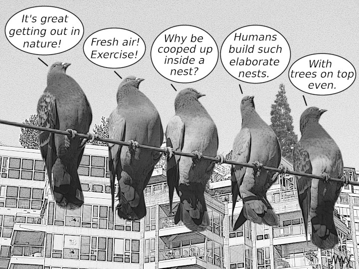 Thinking
                      like a pigeon