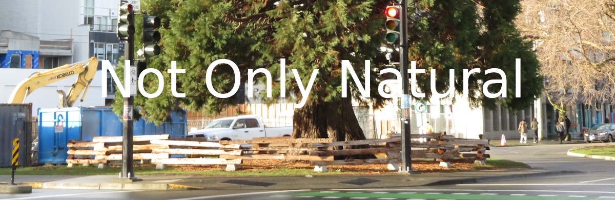 giant sequoias and redwoods crowded by city buildings